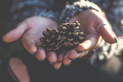 Close-up of hands holding pine cones