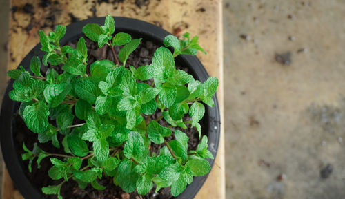 High angle view of potted plant