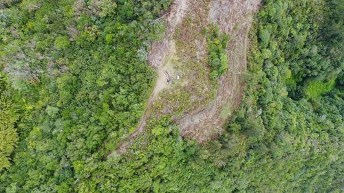 High angle view of trees on land