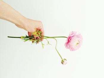 Close-up of pink flower