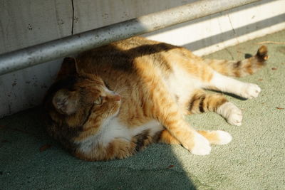 High angle view of cat sleeping on floor