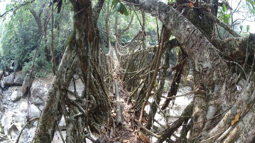 Low angle view of tree in forest