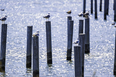 Birds perching on wooden post