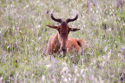 Close-up of antelope relaxing on grassy field