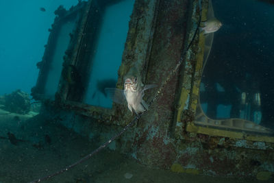 Fish swimming in sea