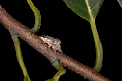 Close-up of lizard on tree