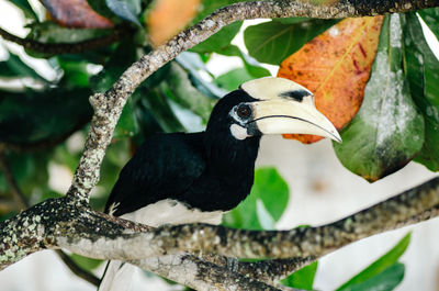 Close-up of bird perching on branch