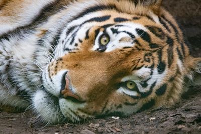 Close-up portrait of a tiger