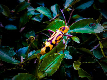 Close-up of insect on plant