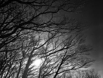 Low angle view of tree against sky