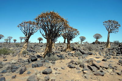 Bare trees on desert against blue sky