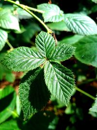 Close-up of green leaves