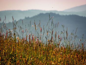 Plants growing on field against sky