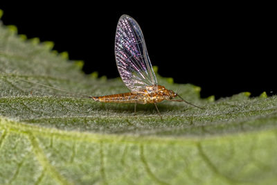 Close-up of butterfly on leaf