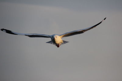 Low angle view of bird flying in sky