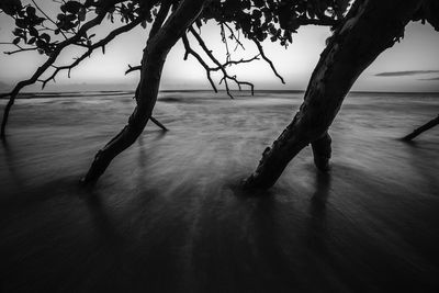 Silhouette tree on beach against sky