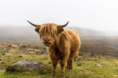 Highland cow standing in a field
