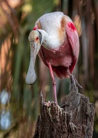 Close-up of a bird