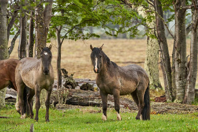 Horses in a field