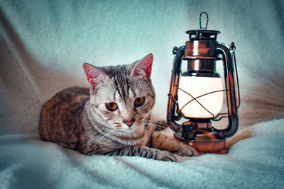 Close-up of a cat lying on bed