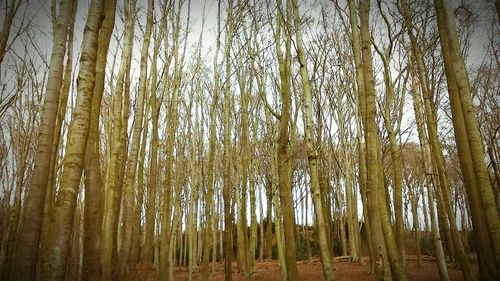 Panoramic view of trees in forest