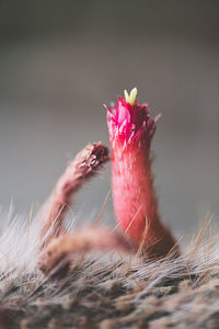 Close-up of pink flower on field