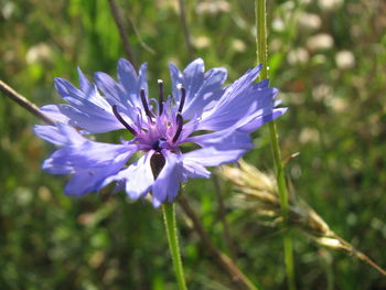 Close-up of purple flowering plant