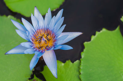 Close-up of purple lotus water lily