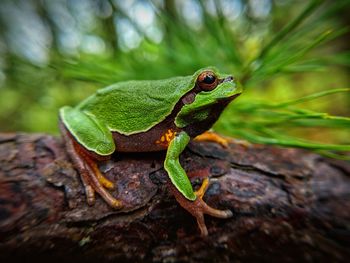 Close-up of lizard on tree