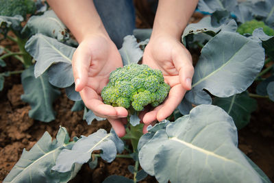 Midsection of woman holding plant