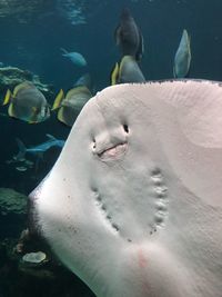 Close-up of fishes swimming in aquarium