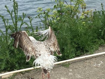 Side view of a bird on land