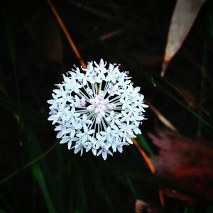 Close-up of white flowers