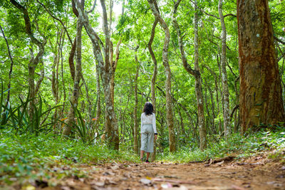 Rear view of woman standing by trees in forest