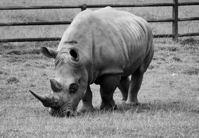 Rhinoceros grazing on grassy field in zoo