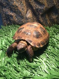 High angle view of tortoise on grassy field 