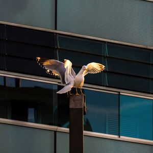 bird