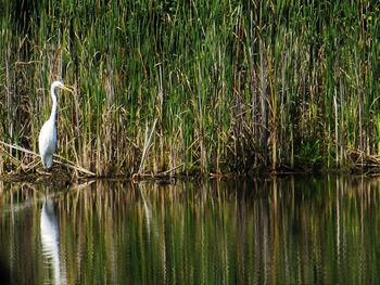 High angle view of gray heron perching on grass by lake