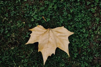 Close-up of maple leaf