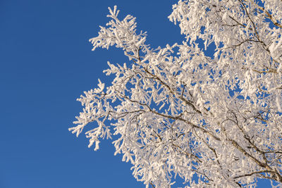 Swedish winter landscape in the countryside with birch trees when the snow has settled nicely.