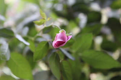 Close-up of pink rose blooming outdoors