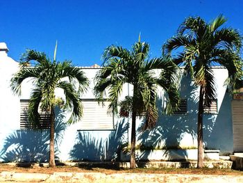 Low angle view of palm trees against blue sky