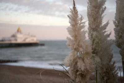 Close-up of snow covered plants in sea