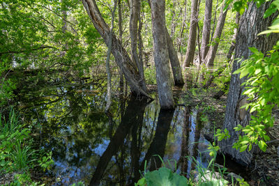 Scenic view of forest