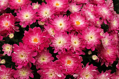 High angle view of pink flowering plants