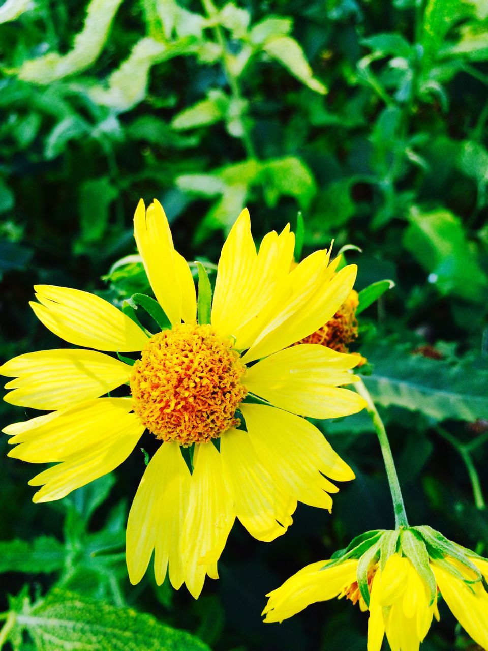 MACRO SHOT OF YELLOW FLOWER