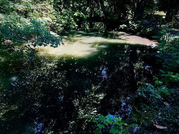 High angle view of trees growing in forest