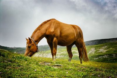 Horses grazing on grassy field