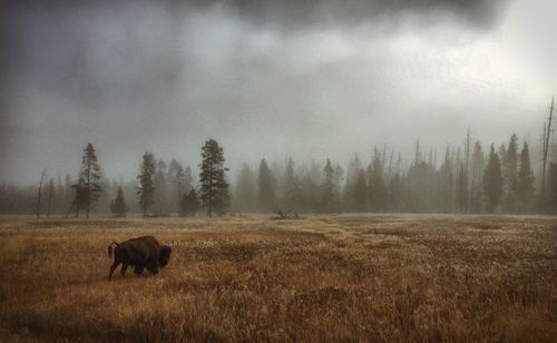 Horses grazing on grassy field