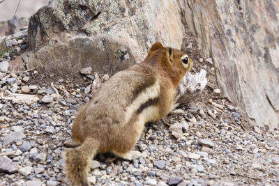 Close-up of squirrel on stones